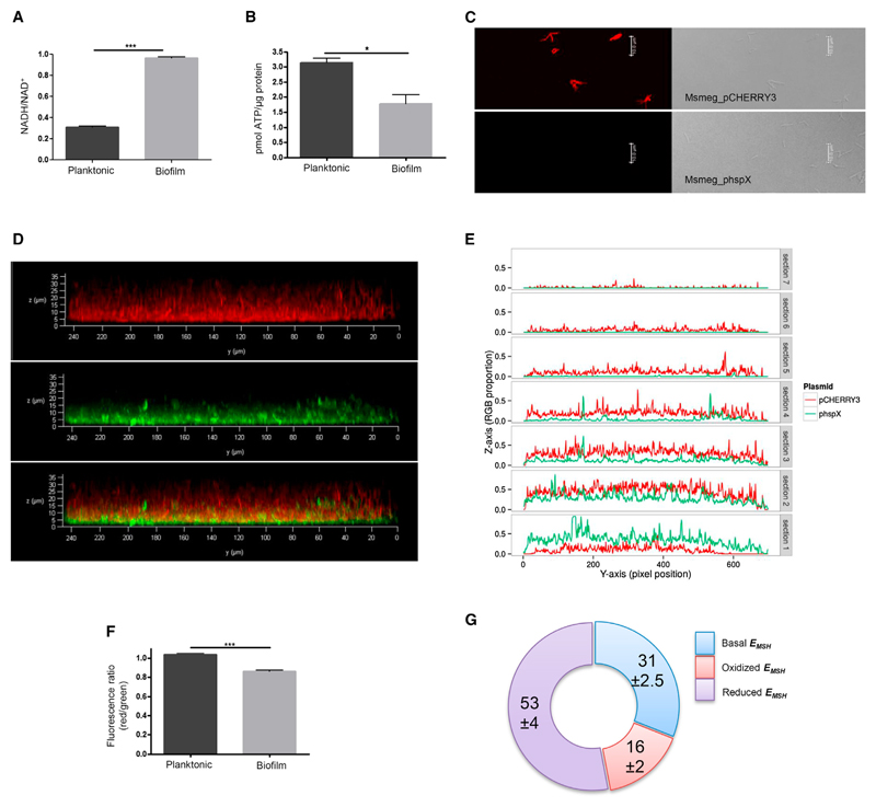 Polyketide quinones are alternate intermediate electron carriers during Mycobacterial respiration in oxygen-deficient niche.